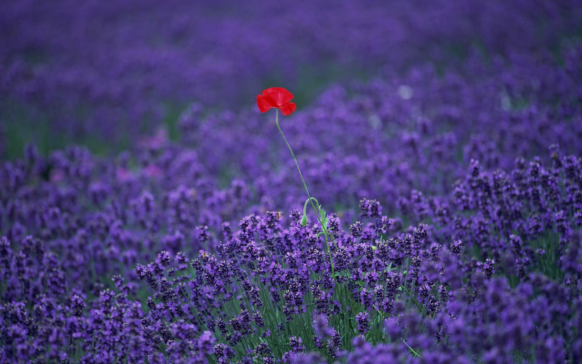 nature-lavender-field-poppies.jpg